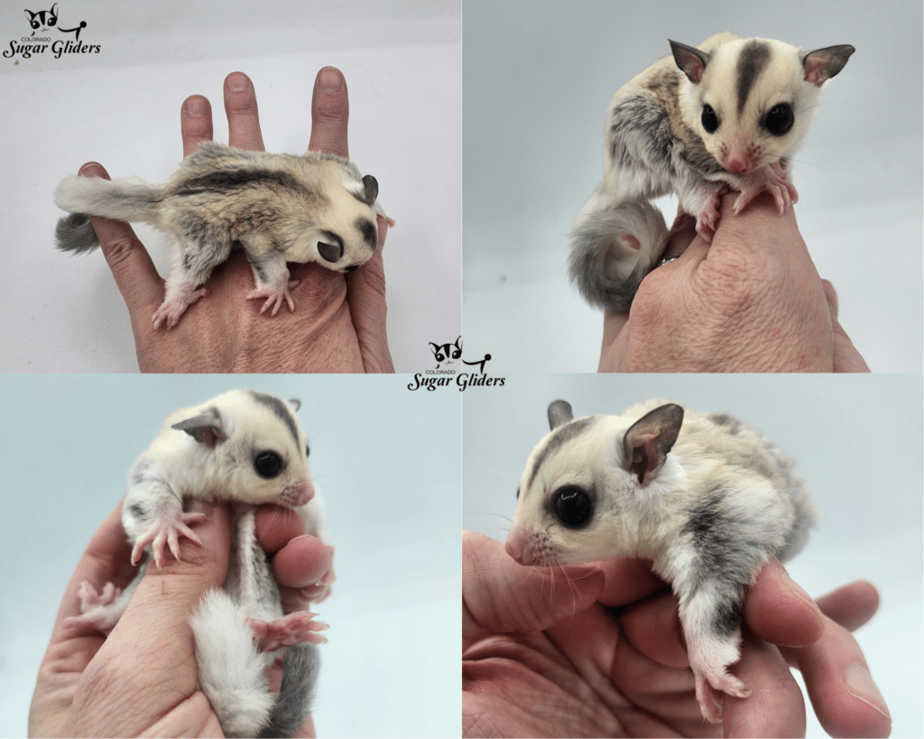 True Platinum Mosaic Sugar Glider For Sale