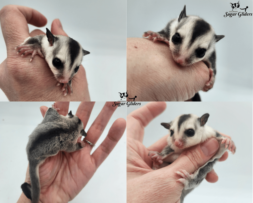 White Face Sugar Glider