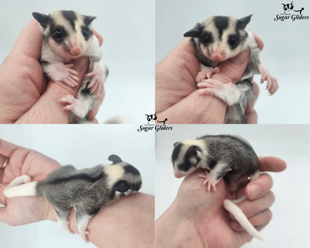 mosaic sugar glider for sale