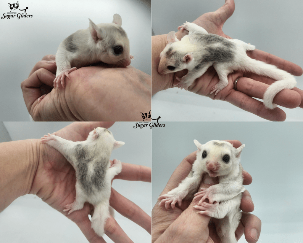 reverse stripe mosaic sugar glider for sale