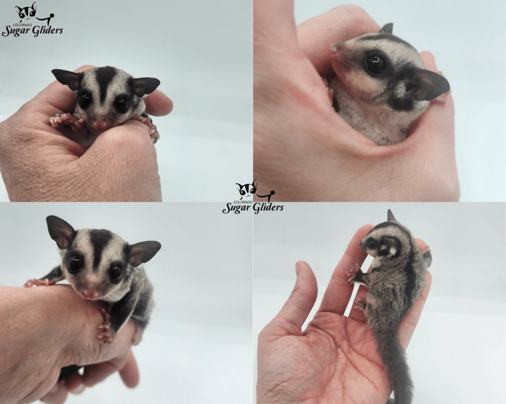 standard gray sugar glider for sale