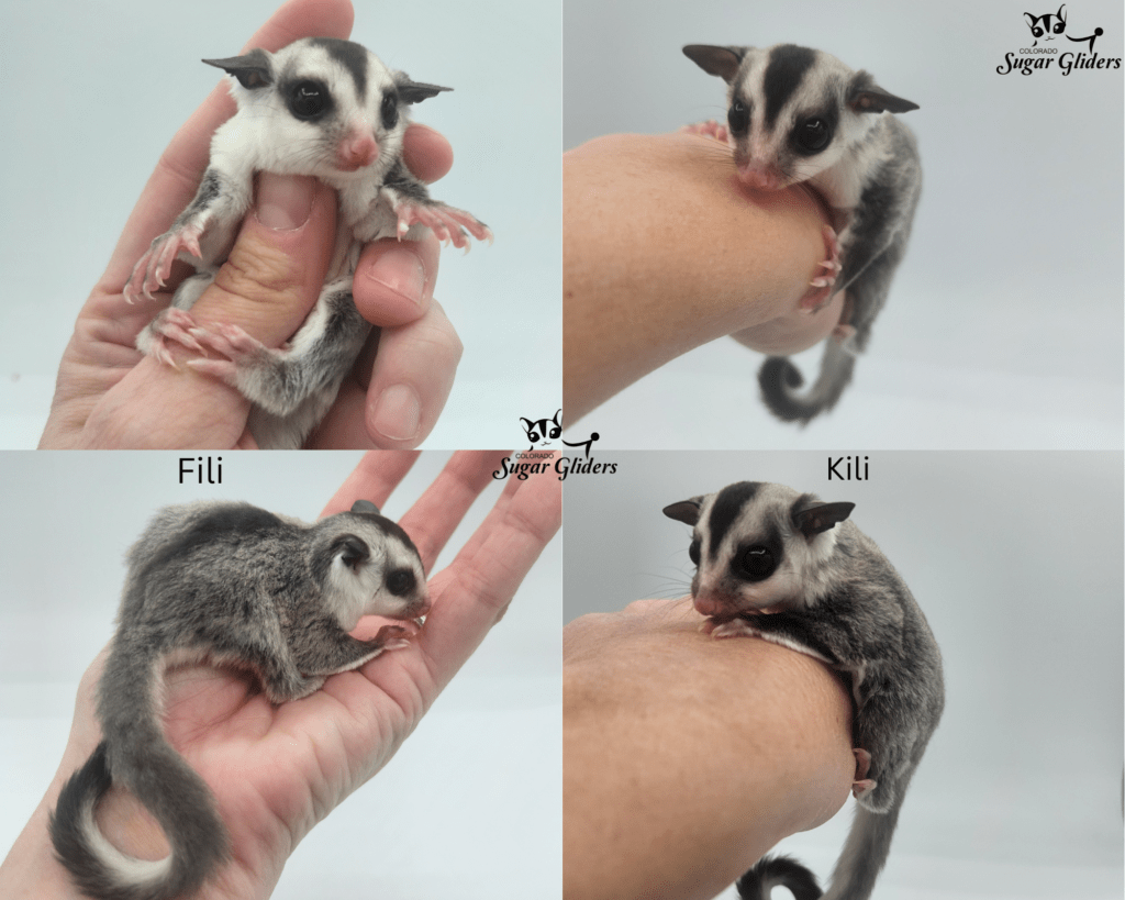 white face sugar glider for sale