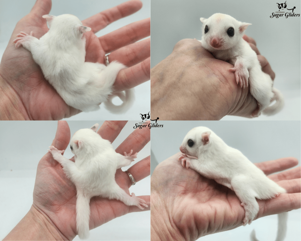 white mosaic sugar glider for sale