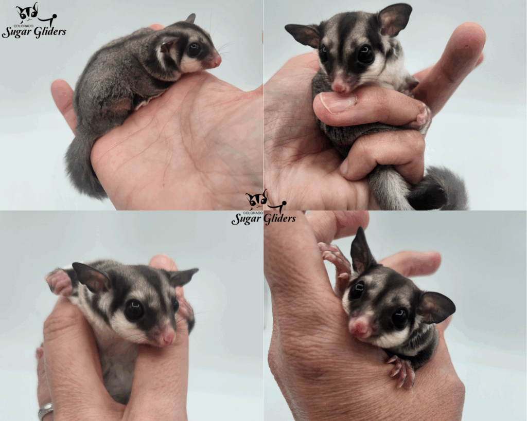Black Face Black Beauty Sugar Glider For SAle