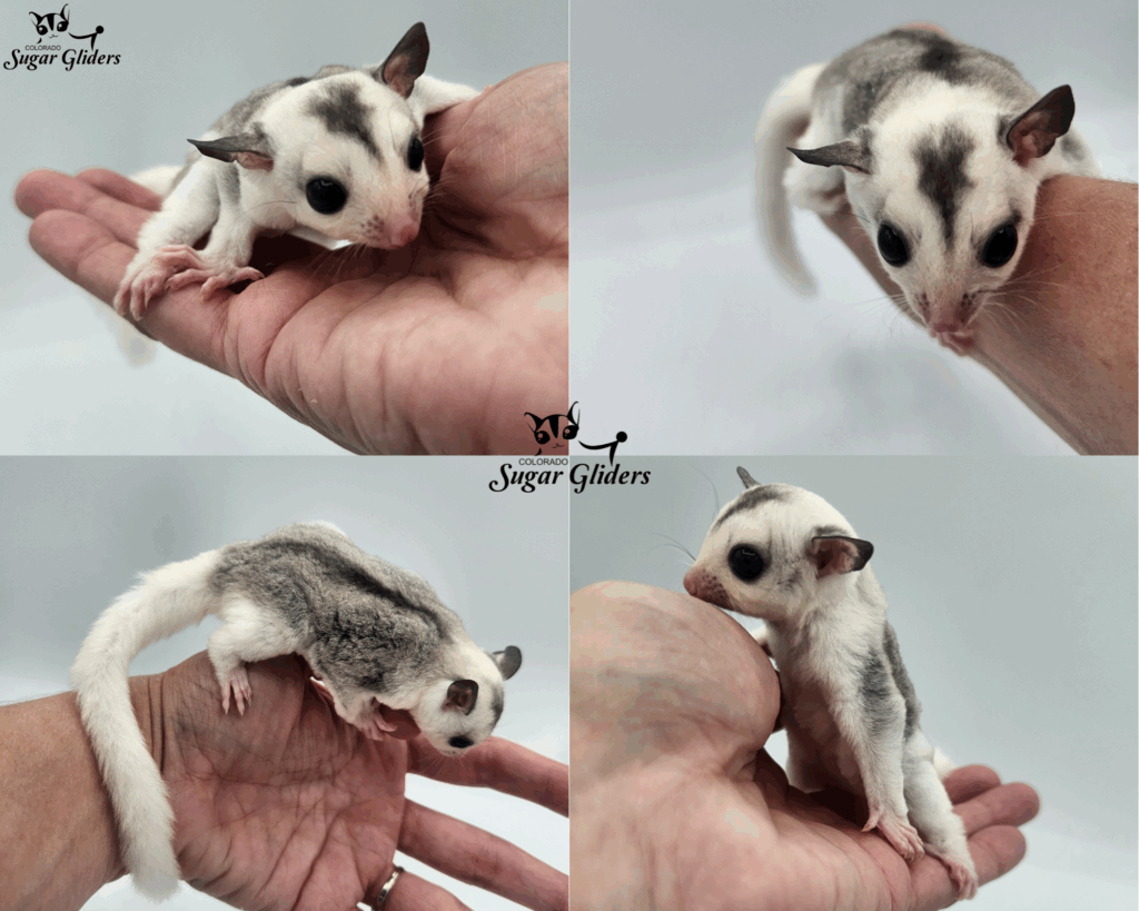 Black Face Mosaic Sugar Glider For SAle