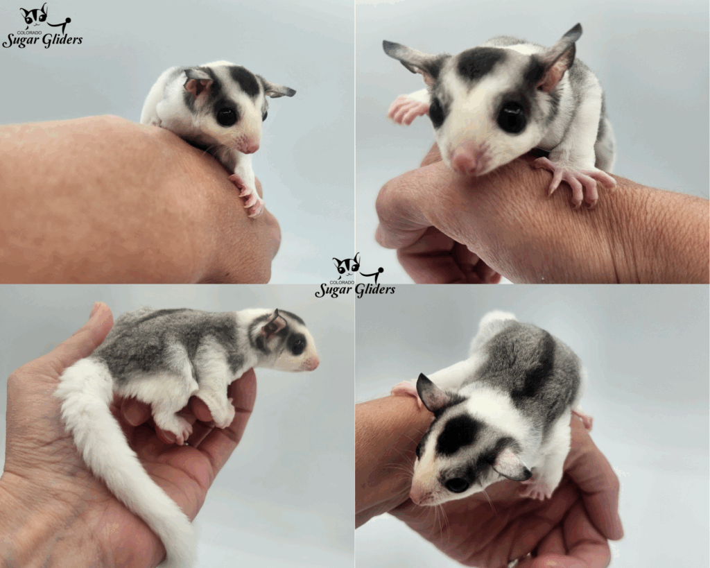 Mosaic Sugar Glider For Sale