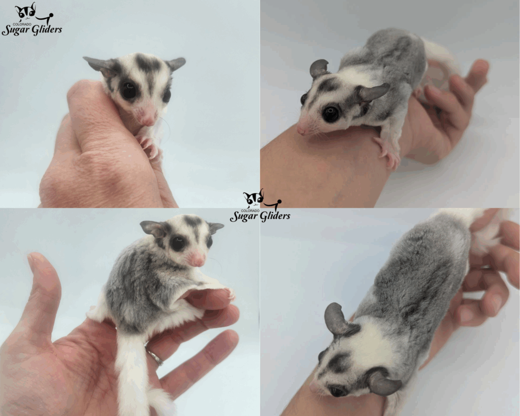 Mosaic Sugar Glider For SAle