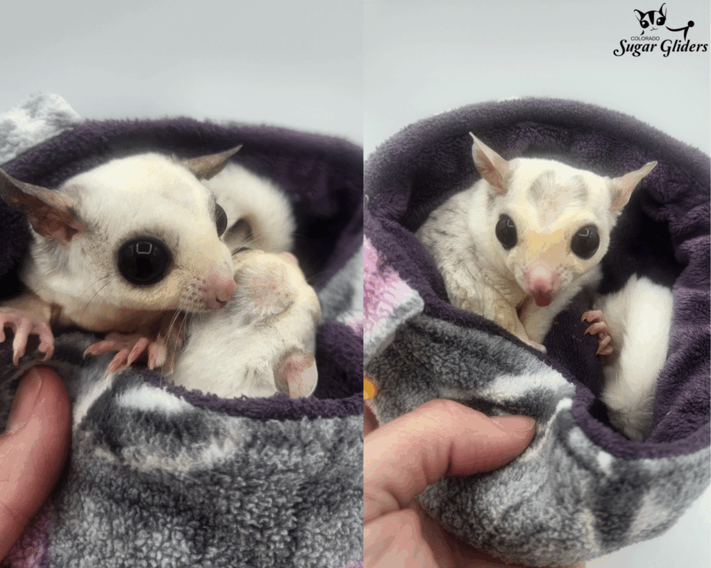 mosaic sugar gliders for sale