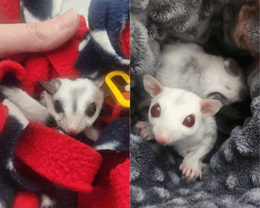 Ruby Leucistic Sugar Glider For Sale