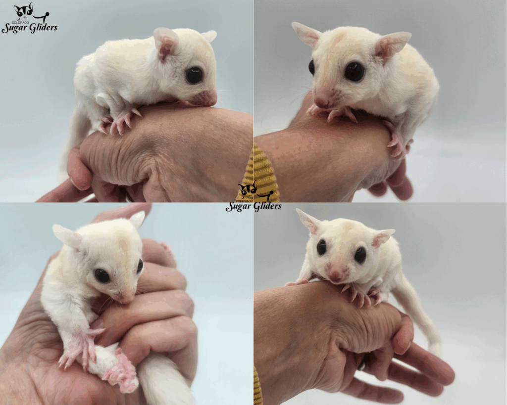 Leucistic Sugar Glider For Sale