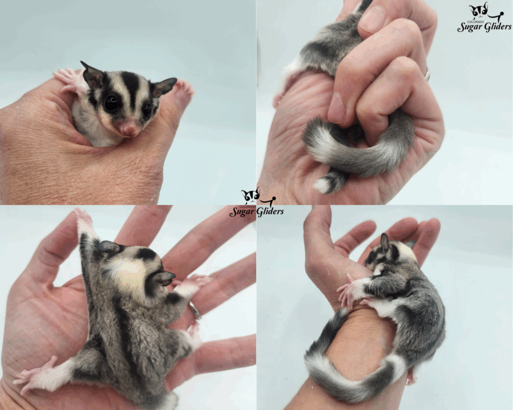 Mosaic Ringtail Sugar Glider For Sale