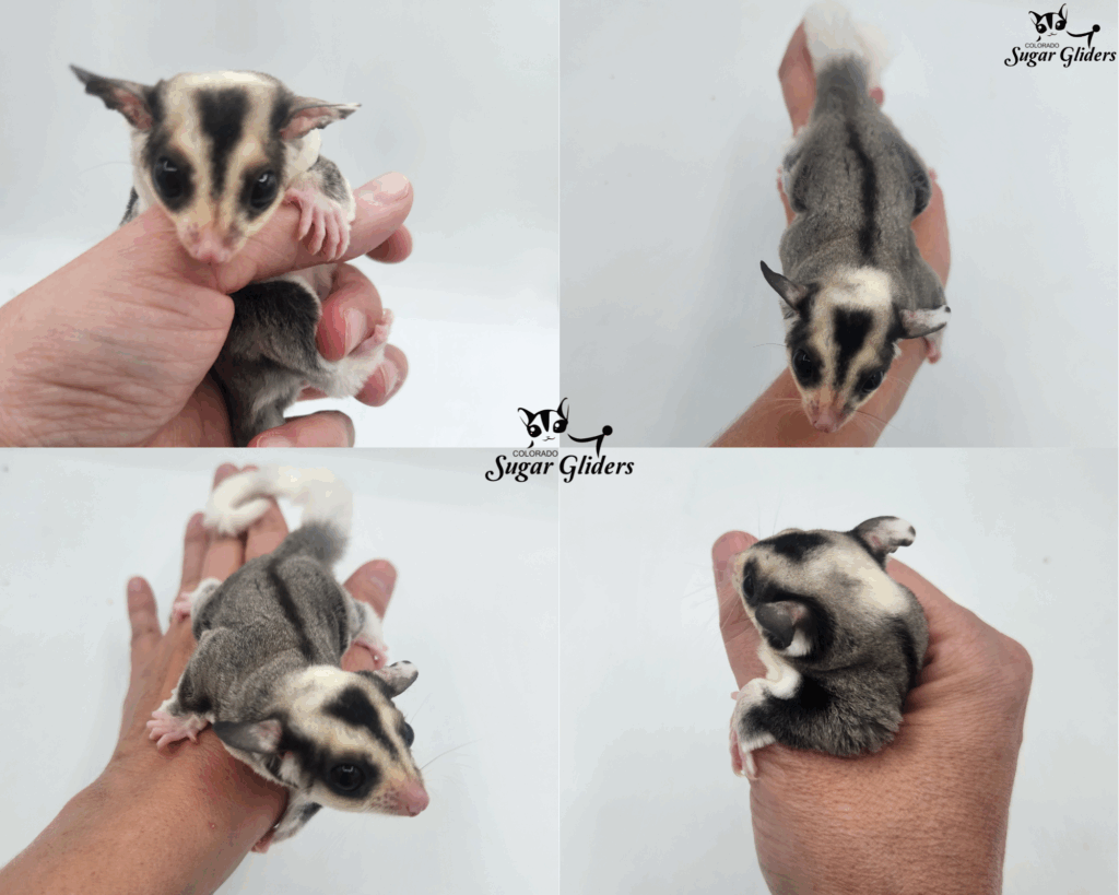 Mosaic Sugar Glider For Sale