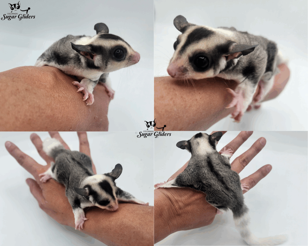 Mosaic Sugar Glider For Sale