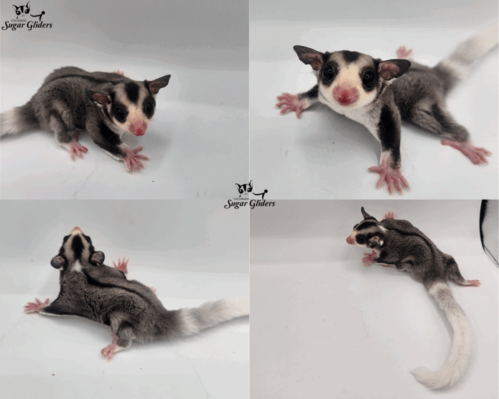 Mosaic Sugar Glider For SAle