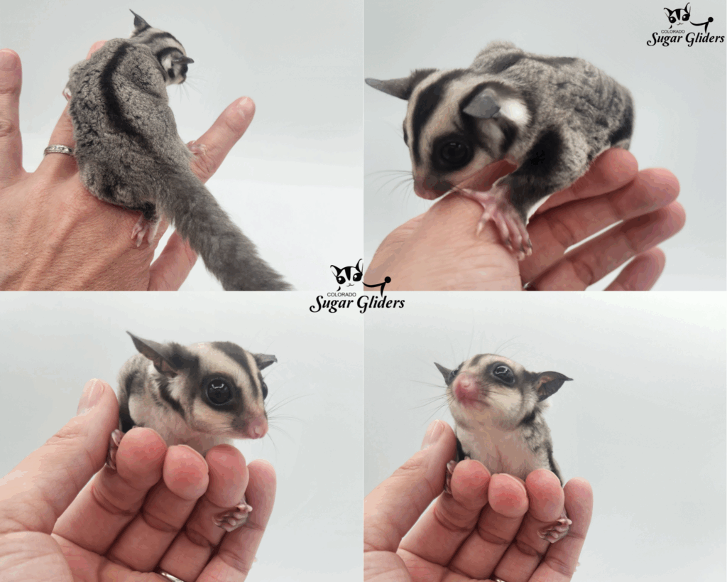 Standard Gray Sugar Glider For SAle